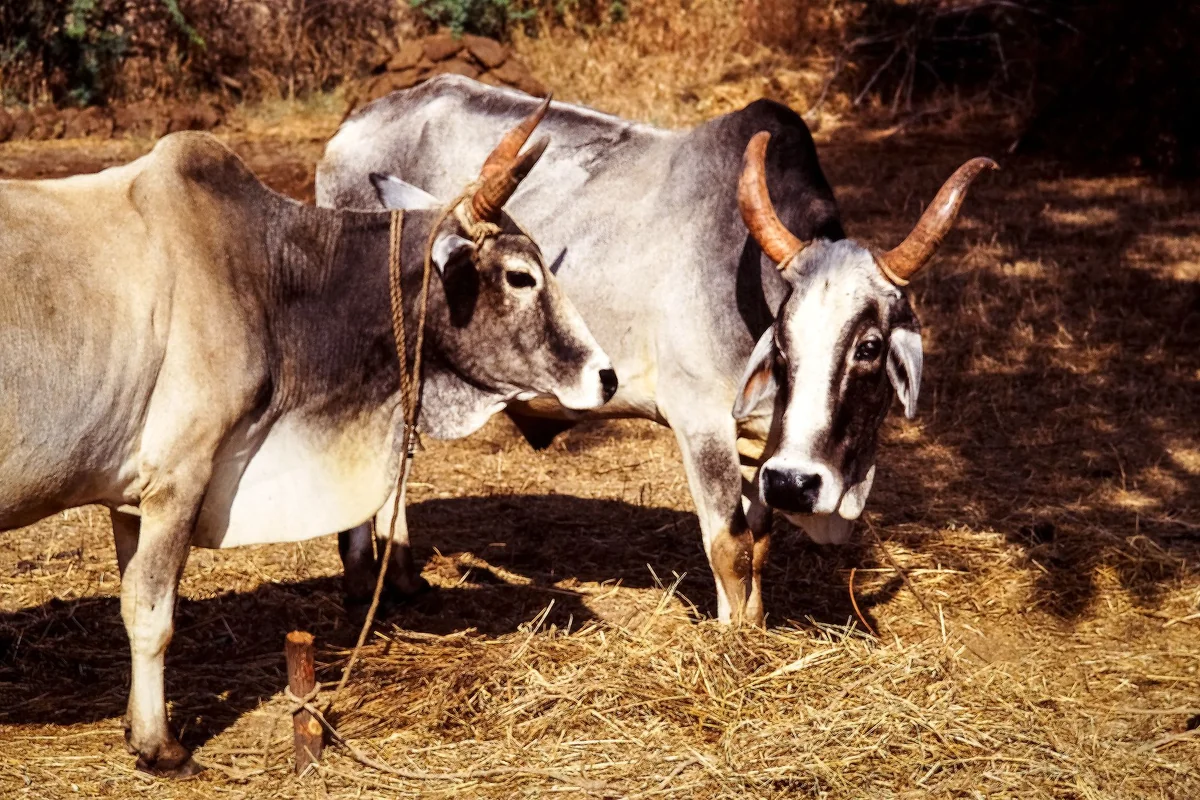 भारत में अत्यधिक गर्मी का दिन