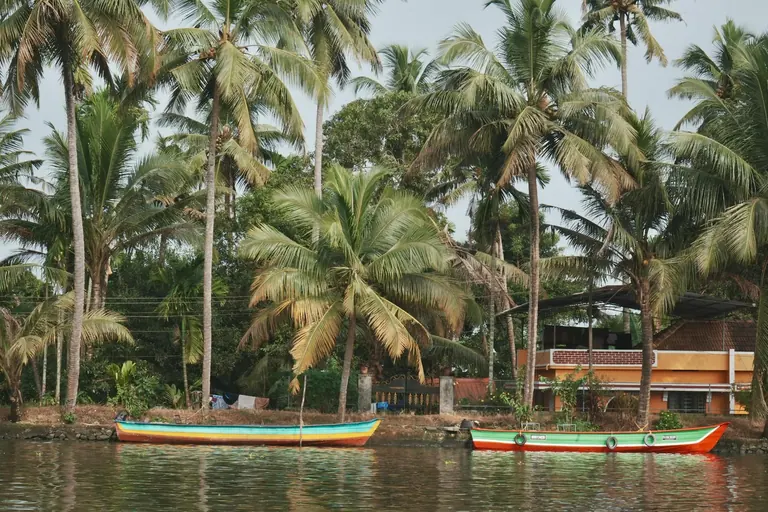 उष्णकटिबंधीय बारिश और तटीय ताड़ के पेड़