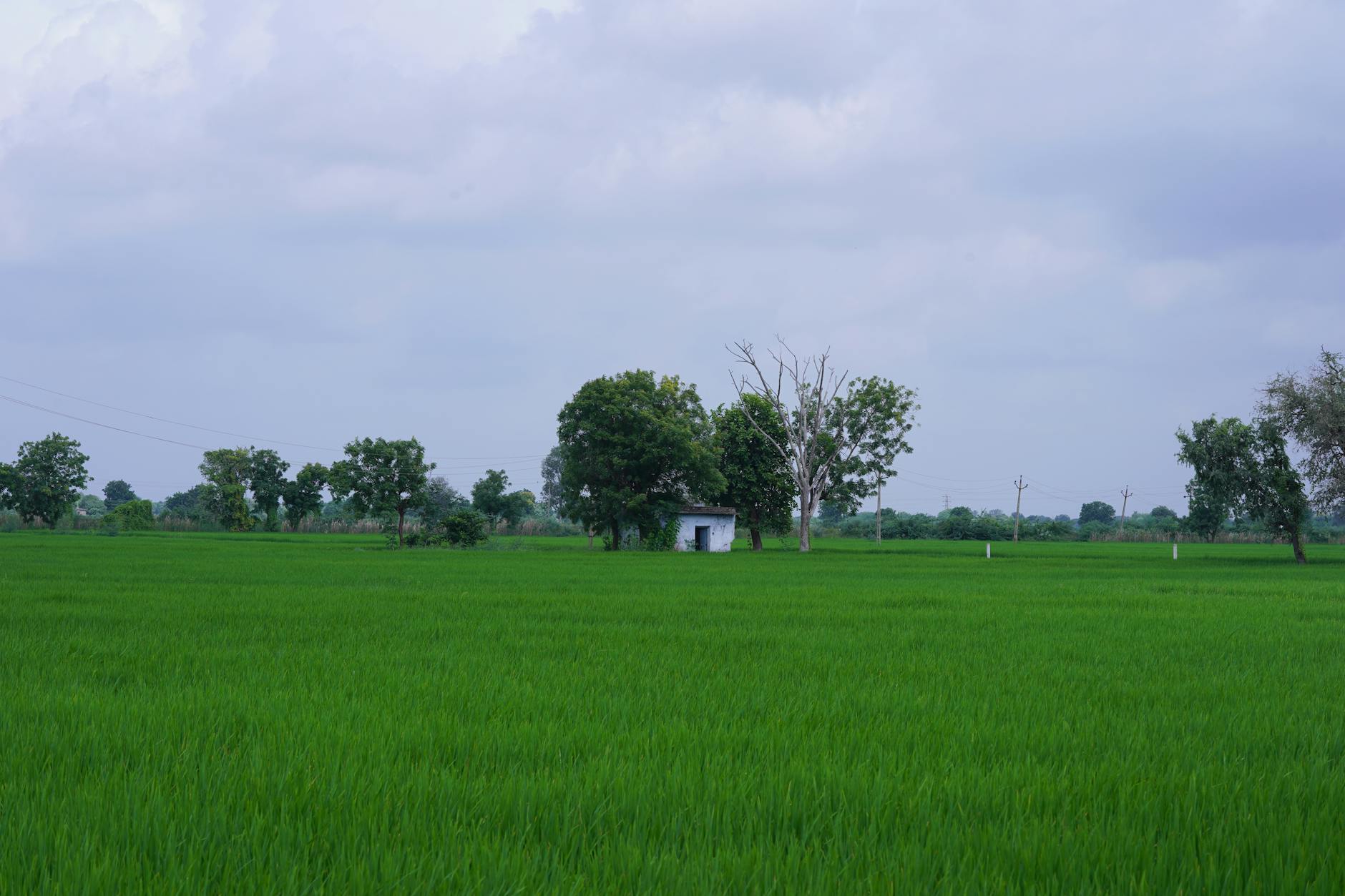 छत्तीसगढ़ भू-अभिलेख कैसे देखें: bhuiyan.cg.nic.in पर B-1, खसरा, नक्शा डाउनलोड की पूरी प्रक्रिया